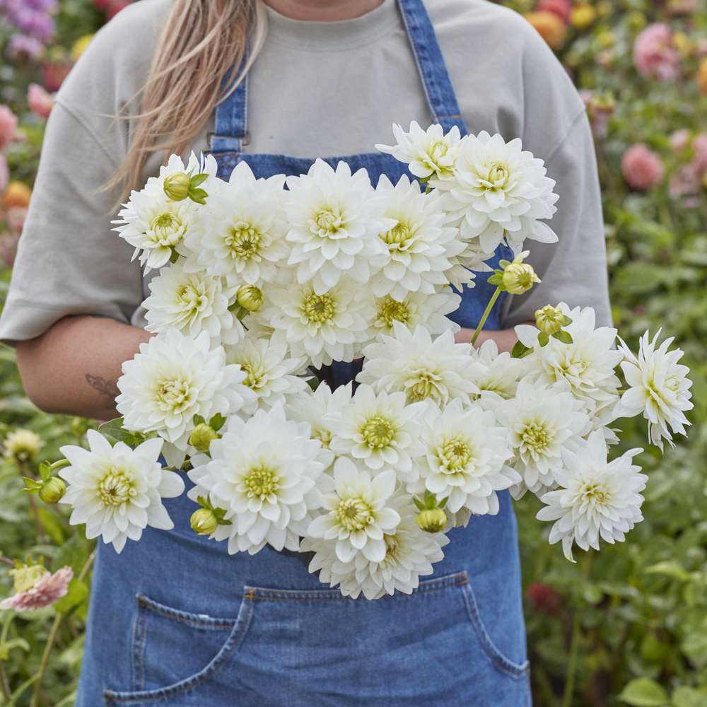 Dahlia 'Karma Maarten Zwaan'
